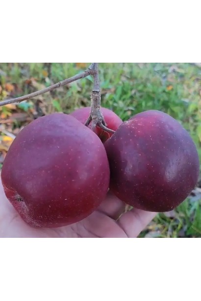 Яблуня домашня ‘Чорний Принц’